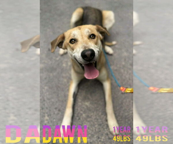 Medium Photo #1 Mutt Puppy For Sale in Woodbury, NY, USA