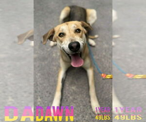 Mutt Dogs for adoption in Woodbury, NY, USA