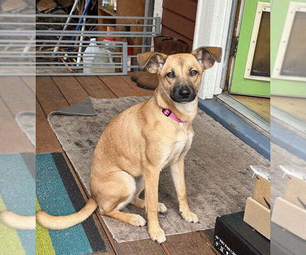 Medium Photo #1 Mutt Puppy For Sale in Arlington, WA, USA