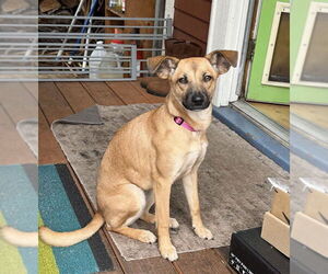 Mutt Dogs for adoption in Arlington, WA, USA