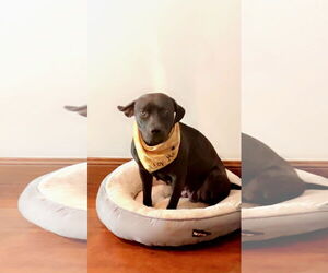 American Pit Bull Terrier Dogs for adoption in Holly Springs, NC, USA