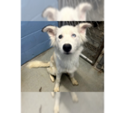 Small #2 Siberian Husky