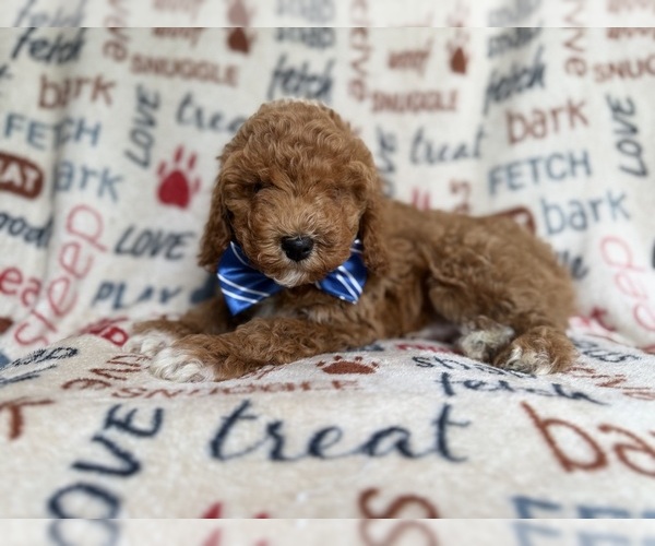 Medium Photo #4 Cockapoo (Miniature) Puppy For Sale in LAKELAND, FL, USA