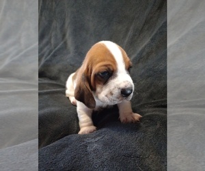 Basset Hound Puppy for sale in MOUNTAIN VIEW, AR, USA