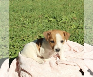 Jack Russell Terrier Puppy for sale in FREDERICKSBURG, OH, USA