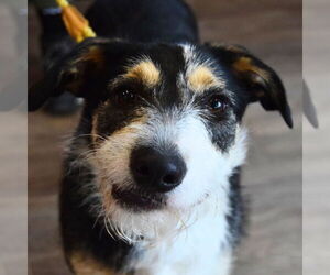 Airedale Terrier-Great Pyrenees Mix Dogs for adoption in Huntley, IL, USA