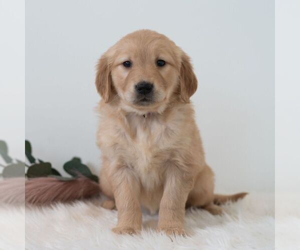 Medium Photo #1 Golden Retriever Puppy For Sale in NEWPORT, PA, USA