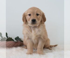Golden Retriever Puppy for sale in NEWPORT, PA, USA