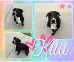Small #1 Labrador Retriever Mix