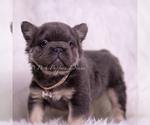 Small #4 French Bulldog