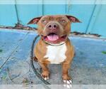 Small #3 American Pit Bull Terrier