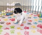 Small #3 Havanese