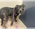 Small American Pit Bull Terrier Mix
