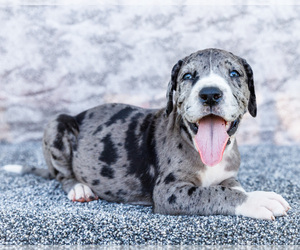 Medium Great Dane