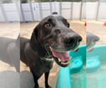 Small #27 Plott Hound-Weimaraner Mix