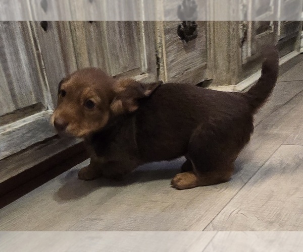 Medium Photo #2 Dachshund Puppy For Sale in NEOSHO, MO, USA