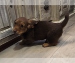 Small #1 Dachshund