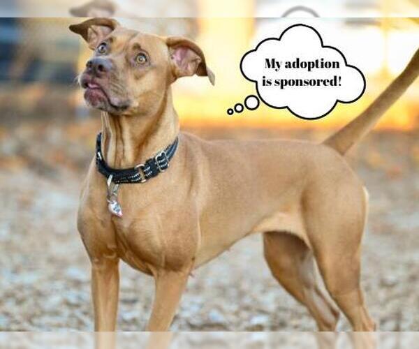 Medium Photo #5 Unknown-Vizsla Mix Puppy For Sale in Santa Cruz, CA, USA