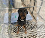 Small Rottweiler