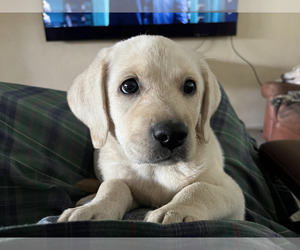 Labrador Retriever Puppy for sale in SARASOTA, FL, USA