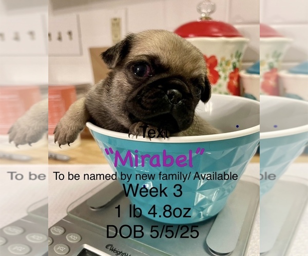 Medium Photo #1 Pug Puppy For Sale in RURAL HALL, NC, USA