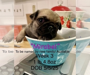 Medium Pug