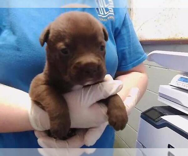 Medium Photo #1 Mutt Puppy For Sale in Tulsa, OK, USA