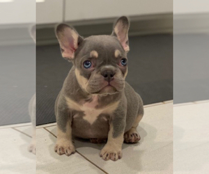 French Bulldog Puppy for sale in ETIWANDA, CA, USA