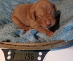 Small Photo #3 Vizsla Puppy For Sale in SYLVA, NC, USA