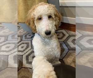 Labradoodle Puppy for sale in MISHAWAKA, IN, USA