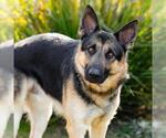Small German Shepherd Dog