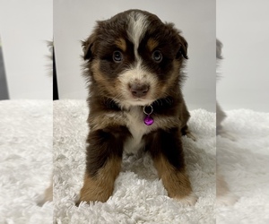 Australian Shepherd Puppy for sale in NEOSHO, MO, USA