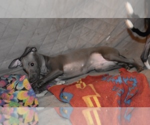 Italian Greyhound Puppy for sale in GRAHAM, WA, USA