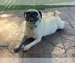 Puggle Dogs for adoption in Princeton, MN, USA