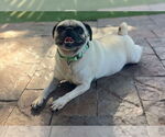 Small Puggle