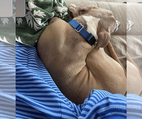 Medium Photo #17 Boxer-Unknown Mix Puppy For Sale in Princeton, MN, USA