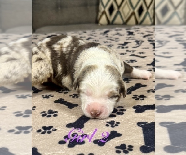 Medium Photo #70 Australian Shepherd Puppy For Sale in SALISBURY, NC, USA