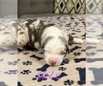 Small Photo #70 Australian Shepherd Puppy For Sale in SALISBURY, NC, USA