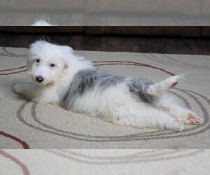 Poodle (Miniature)-Sheepadoodle Mix Puppy for sale in FREDERICKSBG, OH, USA
