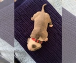 Small Photo #28 American Bully Puppy For Sale in BATON ROUGE, LA, USA