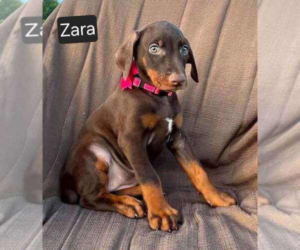 Medium Photo #3 Doberman Pinscher Puppy For Sale in POMEROY, OH, USA