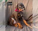 Small #2 Doberman Pinscher