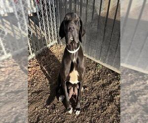 Great Dane Dogs for adoption in Riverside, CA, USA