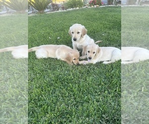 Golden Retriever Puppy for sale in MIRA LOMA, CA, USA