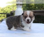 Small #2 Pembroke Welsh Corgi
