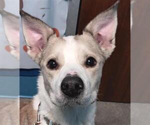 Labsky Dogs for adoption in Houston, TX, USA