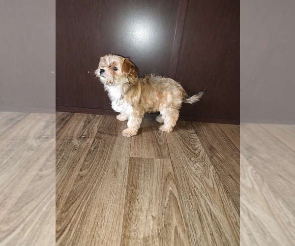 Medium Photo #7 Maltese Puppy For Sale in LAPEER, MI, USA