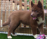 Puppy CeCe Siberian Husky