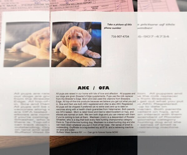 Medium Photo #86 Labrador Retriever Puppy For Sale in BUFFALO, NY, USA