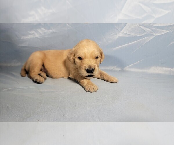 Medium Photo #1 Golden Retriever Puppy For Sale in BLACK FOREST, CO, USA